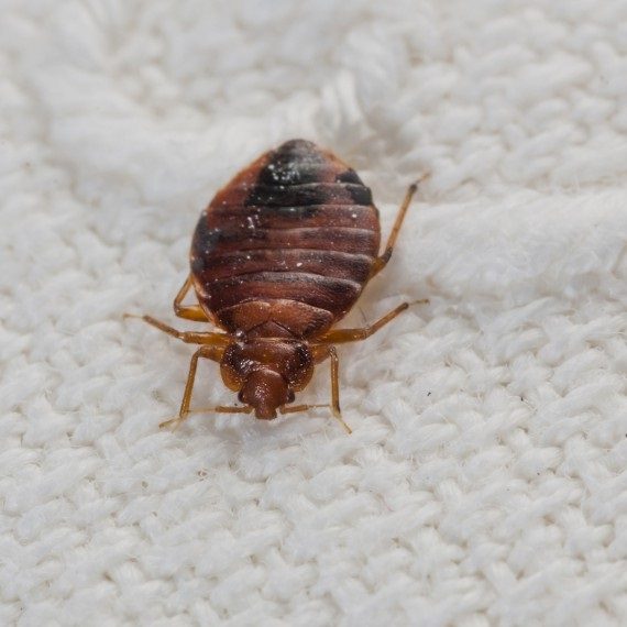 Bed Bugs, Pest Control in Golders Green, Hampstead Garden Suburb, NW11. Call Now! 020 8166 9746