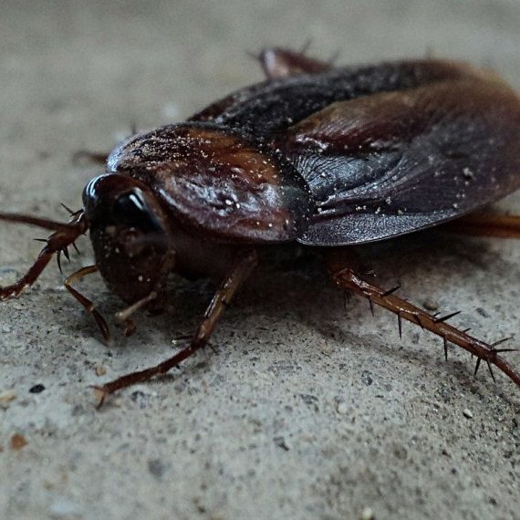 Cockroaches, Pest Control in Golders Green, Hampstead Garden Suburb, NW11. Call Now! 020 8166 9746