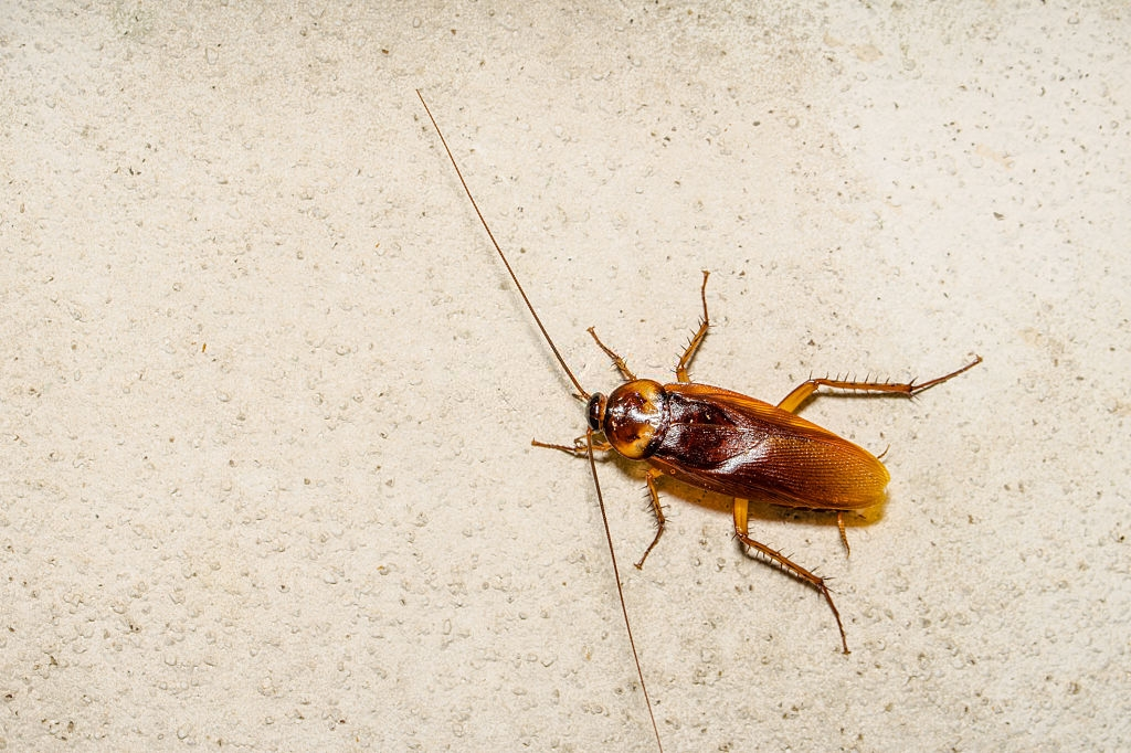 Cockroach Control, Pest Control in Golders Green, Hampstead Garden Suburb, NW11. Call Now 020 8166 9746