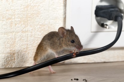 Pest Control in Golders Green, Hampstead Garden Suburb, NW11. Call Now! 020 8166 9746