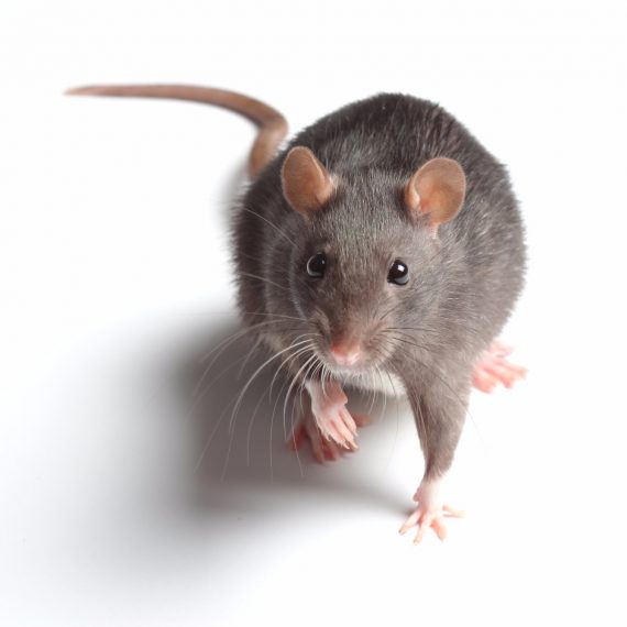 Rats, Pest Control in Golders Green, Hampstead Garden Suburb, NW11. Call Now! 020 8166 9746