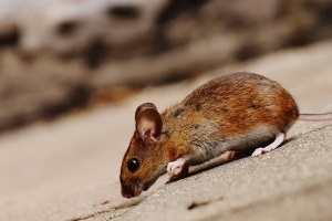 Mice Exterminator, Pest Control in Golders Green, Hampstead Garden Suburb, NW11. Call Now 020 8166 9746