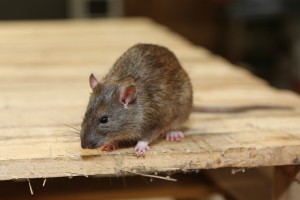 Rodent Control, Pest Control in Golders Green, Hampstead Garden Suburb, NW11. Call Now 020 8166 9746