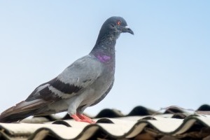 Pigeon Pest, Pest Control in Golders Green, Hampstead Garden Suburb, NW11. Call Now 020 8166 9746