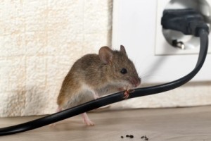 Mice Control, Pest Control in Golders Green, Hampstead Garden Suburb, NW11. Call Now 020 8166 9746