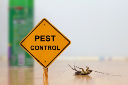 Pest Contol in Golders Green, Hampstead Garden Suburb, NW11. Call Now 020 8166 9746