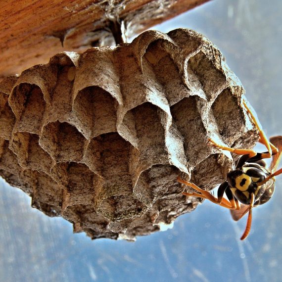 Wasps Nest, Pest Control in Golders Green, Hampstead Garden Suburb, NW11. Call Now! 020 8166 9746
