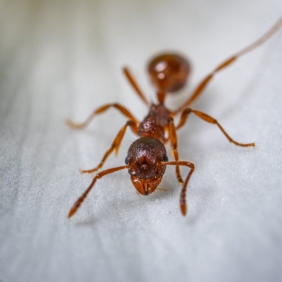 Field Ants, Pest Control in Golders Green, Hampstead Garden Suburb, NW11. Call Now! 020 8166 9746