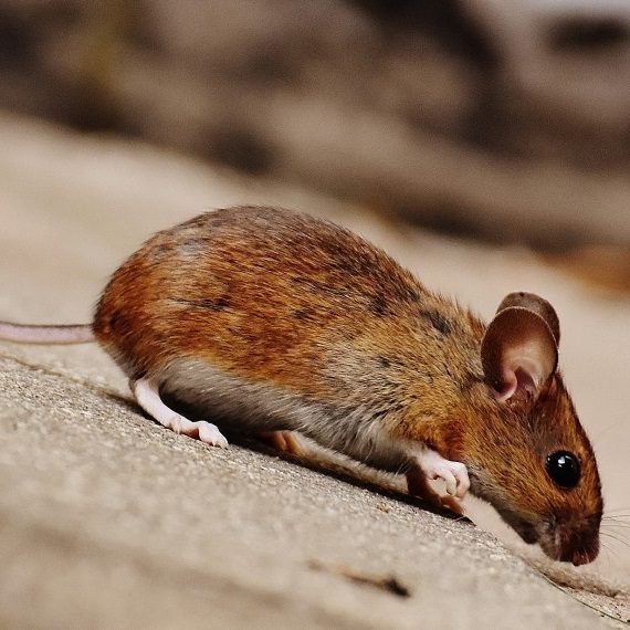 Mice, Pest Control in Golders Green, Hampstead Garden Suburb, NW11. Call Now! 020 8166 9746
